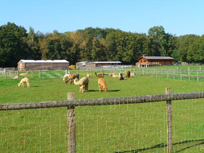 Farm photo for Easter-Wood Alpaca Stud