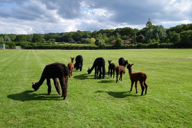 Farm photo for Redens Alpacas