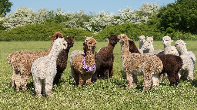 Farm photo for Churchfield Alpacas