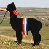 Champion Black Huacaya at The British Alpaca Futurity 2009