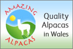 Amazing Alpacas