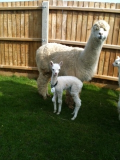 AHH317 - White Female DOB 27/3/12 Sire 