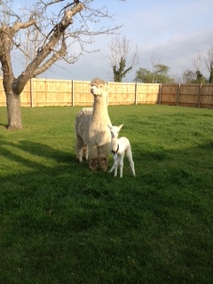 AHH272 - White Male DOB 31/3/12 Sire 