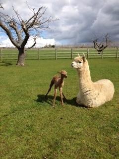 AHH164 - Brown Female DOB 11/4/12 Sire 