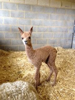 SOLD AHH262 - Brown Female DOB 21/4/12 Sire