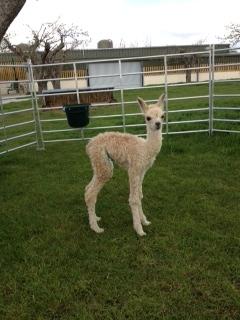 AHH413 - Light Fawn Female DOB 22/4/12 Sire 