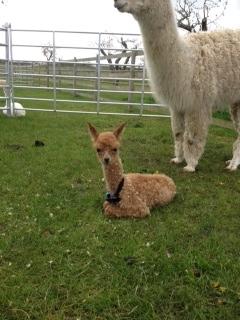 SOLD AHH383 - Light Brown Female DOB 25/4/12 Sire