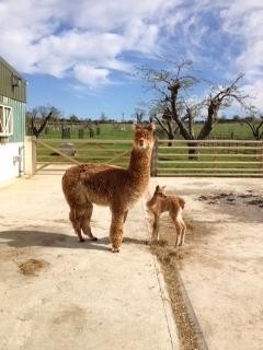 AHH432 - Medium Fawn Female DOB 27/4/12 Sire 