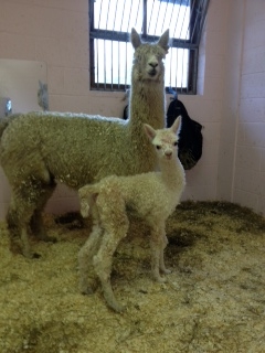 AHH296 - White Female DOB 30/4/12 Sire 