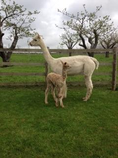 AHH434 - Light Fawn Male DOB 7/5/12 Sire 