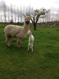 AHH445 - White Female DOB 7/5/12 Sire 