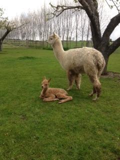 AHH358 - Dark Fawn Male DOB 7/5/12 Sire 