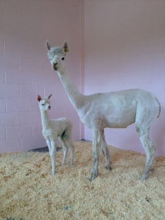 AHH416 - White Male DOB 14/5/12 Sire 