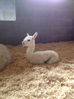 AHH320 - White Male DOB 14/5/12 Sire 