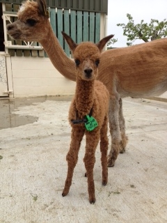 SOLD AHH318 - Brown Female DOB 17/5/12 Sire