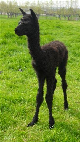 AHH177 - Black Male DOB 21/5/12 (ET) Sire 