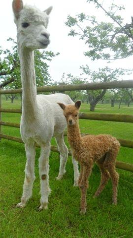 AHH466 - Dark Fawn Female DOB 23/5/12 Sire 