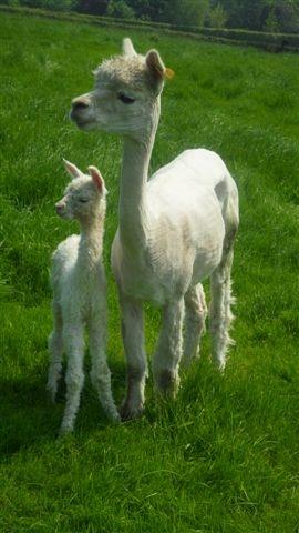 AHH035 - White Female DOB 24/5/12 Sire 