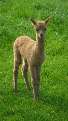 SOLD Lovely! AHH402 - Brown Female DOB 29/5/12 Sire