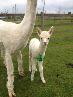 AHH032 - LF Female DOB 31/5/12 Sire 