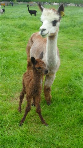 AHH321 - Stunning DB Male Cria DOB 2/06/12  - Sire 