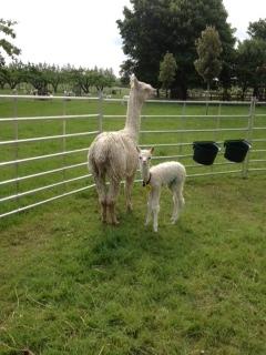 AHH354 - Beige Male Suri DOB 3/06/12 - Sire 