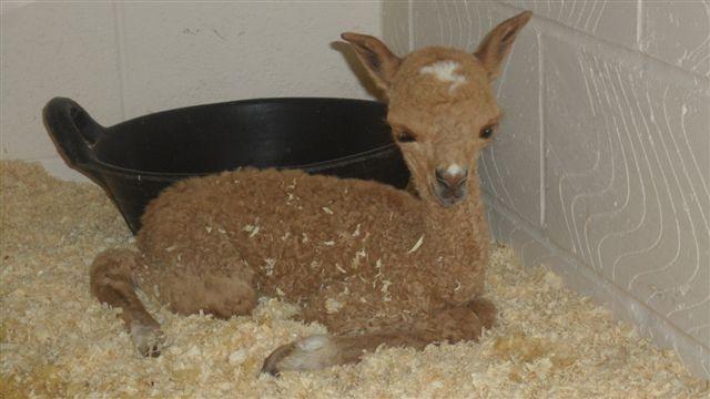 AHH463 - (Very unique with Harry Potter Style marking) DF Male DOB 7/6/12 Sire 