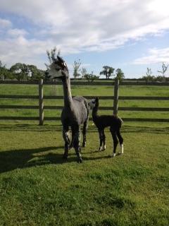 AHH238 - Beautiful RG Male DOB 11/06/12 Sire