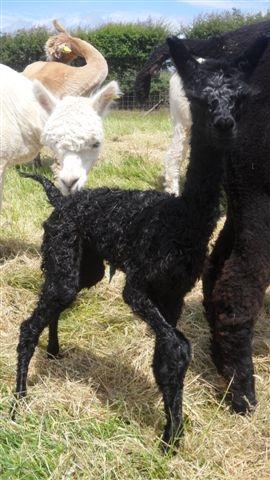 AHH269 - Black Female Cria DOB 15/06/12 - Sire 