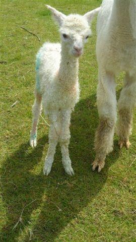 AHH286 - LF Female Cria DOB 15/06/12 - Sire 