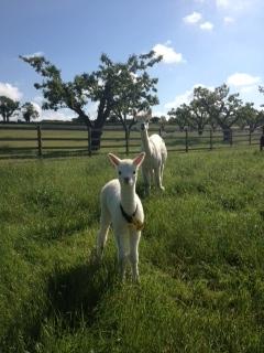 AHH098 - LF Male Cria DOB 15/06/12 - Sire 