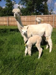 AHH117 - LF Male Cria DOB 17/06/12 - Sire 