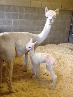 AHH039 - White Male Cria DOB 20/06/12 - Sire 