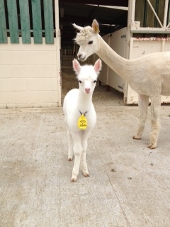 SOLD AHH475 - White Female Cria DOB 22/06/12 - Sire