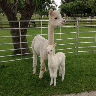 AHH170 - LF Female Cria DOB 26/06/12 - Sire 