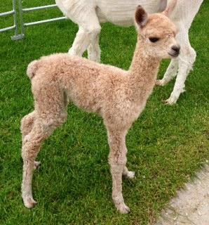 BLH1281 - MF Male DOB 26/06/12 (ET) Sire 