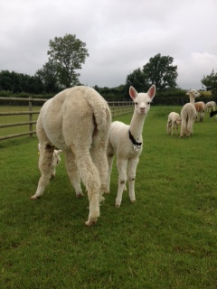 AHH113 - W Female Cria DOB 2/7/2012 - Sire 