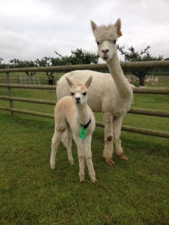 AHH089 - LF/White Female Cria DOB 3/07/12 - Sire 