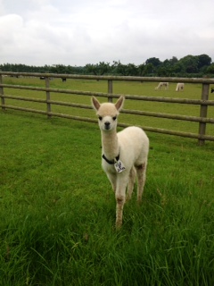 AHH038 - LF Female Cria DOB 2/7/12 - Sire 