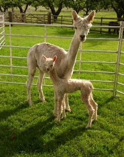 AHH359 - LF Male Suri Cria DOB 28/6/12 - Sire 