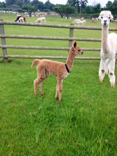 AHH462 - MBR Male Cria DOB 6/7/12 - Sire 