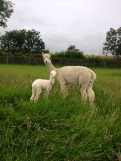 AHH409 - LF Male Cria DOB 02/7/12 - Sire 