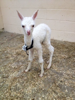 AHH384 - W Male Cria DOB 6/7/2012 - Sire 