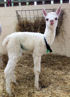 AHH114 - W Male Cria DOB 3/7/2012 - Sire 