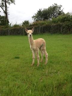 AHH126 - LF Male Cria DOB 2/7/2012 - Sire 