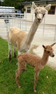 AHH160 - W Female Cria DOB 28/6/2012 - Sire 