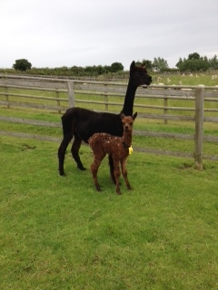 NZ065 - DF Male Cria DOB 30/6/2012 - Sire 