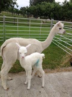 AHH108 - W Female Cria DOB 28/6/2012 - Sire 