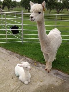 ACC047 - W/LF Female DOB 27/06/12 (ET) Sire 