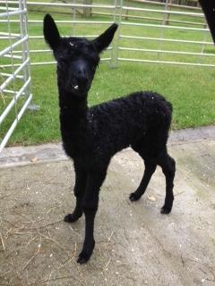 JJD024 - BLK Female Cria DOB 27/6/2012 - Sire 